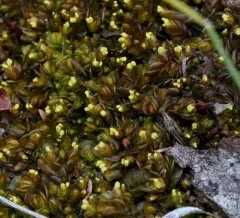 Anomalous Flapwort thumbnail 2