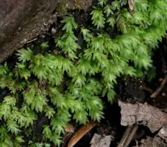 Lesser Pocket-moss thumbnail 2