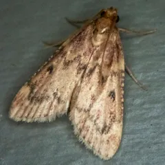 Pink-masked Pyralid Moth thumbnail 2