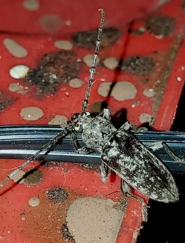 Robust Oak Borer