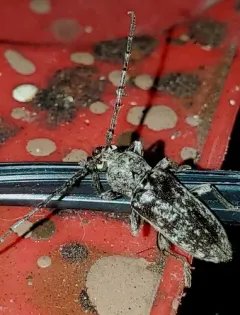 Robust Oak Borer thumbnail 1