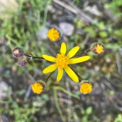 balsam ragwort thumbnail 5