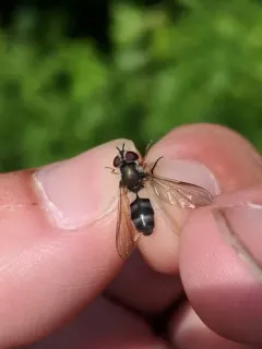 Eastern Hoary thumbnail 3