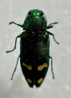 Orange-banded Jewel Beetle thumbnail 3