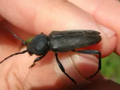 Calloides nobilis thumbnail 3