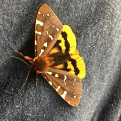St. Lawrence Tiger Moth thumbnail 3