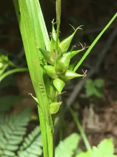 bladder sedge thumbnail 5