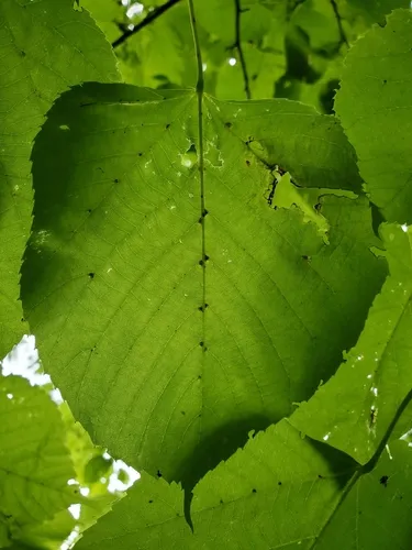 Lime gall mite