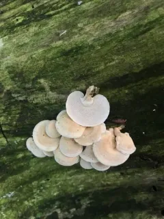 Panellus pusillus thumbnail 3