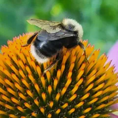 Western Bumble Bee thumbnail 3