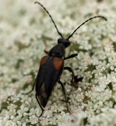 Brachyleptura vagans