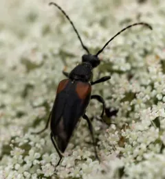 Brachyleptura vagans thumbnail 1
