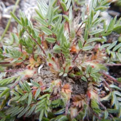 Scamman's Locoweed thumbnail 3