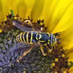 Rocky Mountain Hornet Fly thumbnail 4