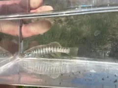 Northern Plains Killifish thumbnail 1