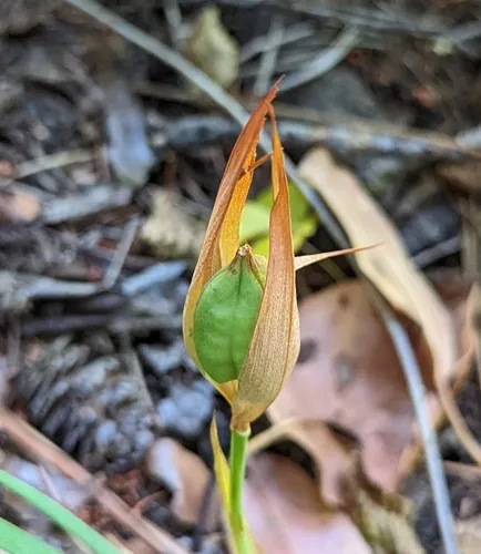 longtube iris