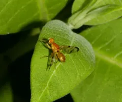 Coltsfoot Fly thumbnail 4