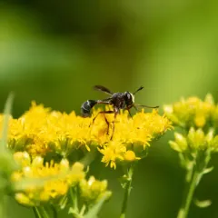 Physocephala furcillata thumbnail 4