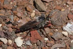 Stenopogon rufibarbis thumbnail 4