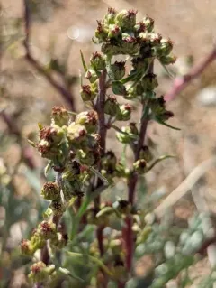 Boreal Sage thumbnail 3