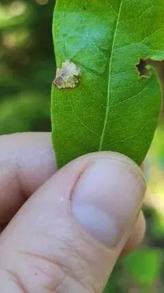 Caloptilia flavella thumbnail 3