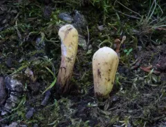 Clavariadelphus americanus thumbnail 2