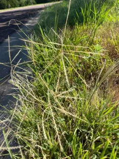 tumble windmillgrass thumbnail 4