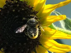 Parallel Leafcutter Bee thumbnail 1