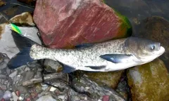 Bighead Carp thumbnail 2