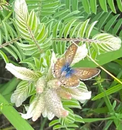 Marine Blue thumbnail 3