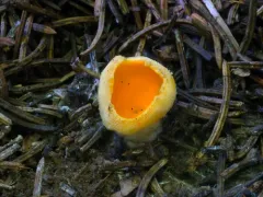 Stalked Orange-peel Fungus thumbnail 4