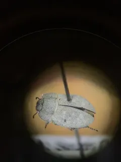 Ammodonus fossor thumbnail 4