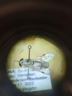 Silvius quadrivittatus thumbnail 2