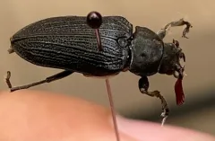 Sandalus petrophya thumbnail 2