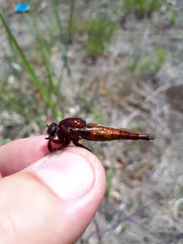 Western Red-tailed Marauder