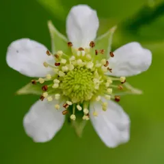 white avens thumbnail 3