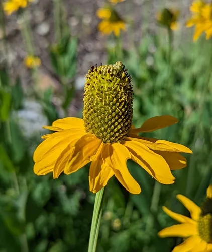 klamath cone-flower