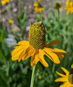 klamath cone-flower thumbnail 1