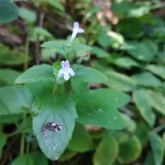 yerba buena thumbnail 4