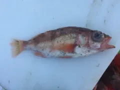 Stripetail Rockfish thumbnail 2