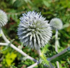 Glandular Globe-thistle thumbnail 4