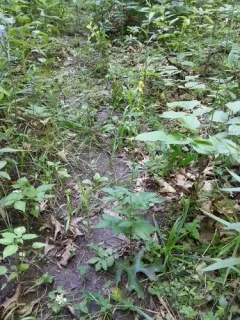 common agrimony thumbnail 2