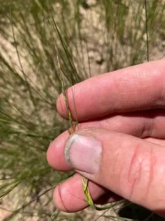 letterman's needle grass thumbnail 1