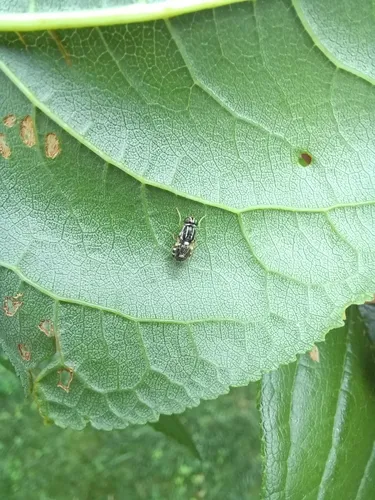 Oxycera albovittata