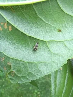 Oxycera albovittata thumbnail 1