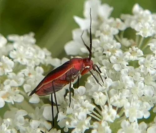 Lopidea instabilis