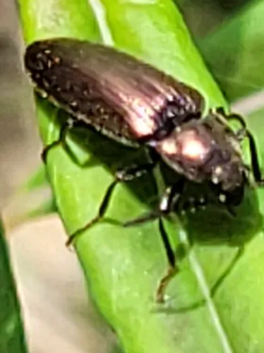 Eanus striatipennis