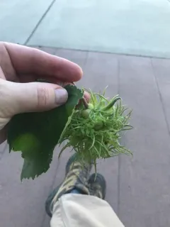 Turkish Hazel thumbnail 3