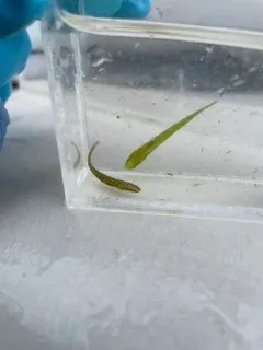 Kelp Clingfish thumbnail 2
