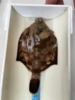 Curlfin Sole thumbnail 1